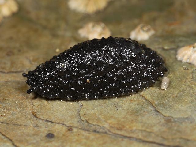 Onchidella celtica Celtic Pulmonate gastropod images