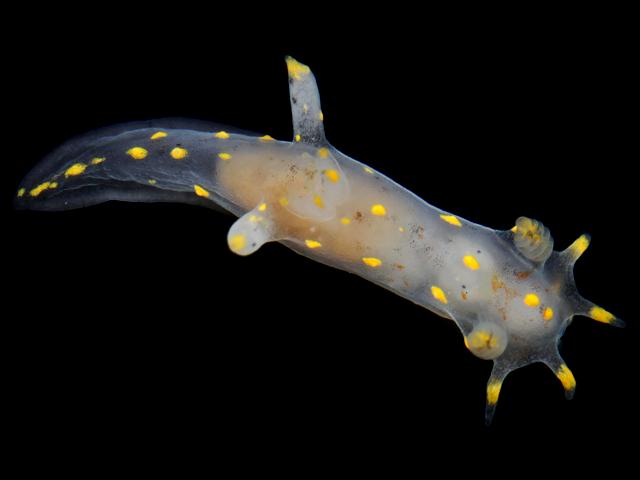 Polycera norvegica syn Polycera capitata sea slug nudibranch images