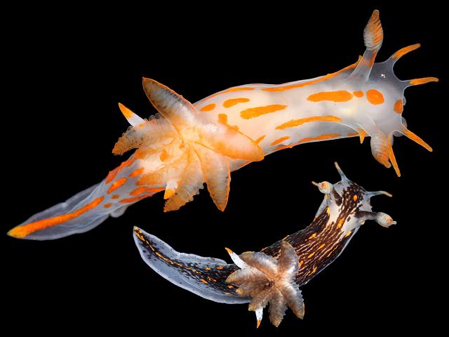 Polycera quadrilineata Four lined Polycera sea slug nudibranch images