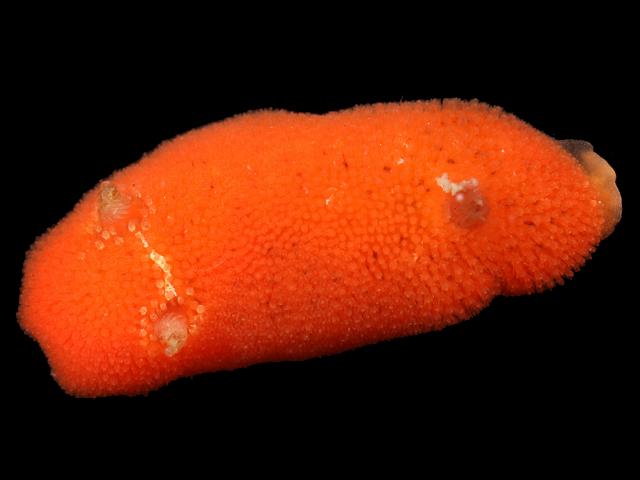 Rostanga rubra Red Doris