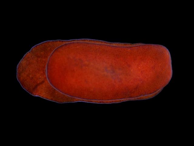 Runcina ferruginea runcinid opisthobranch sea slug images