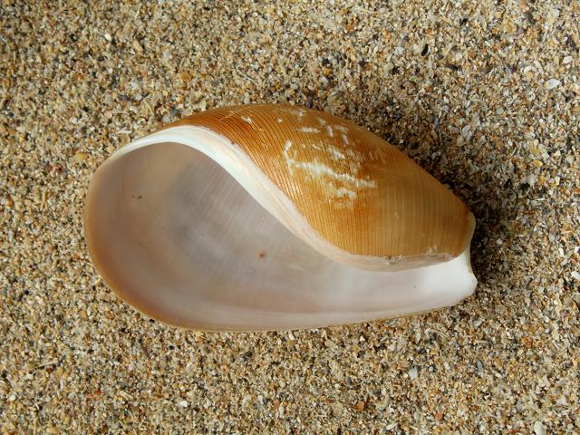 Haminoea navicula Bubble Shell