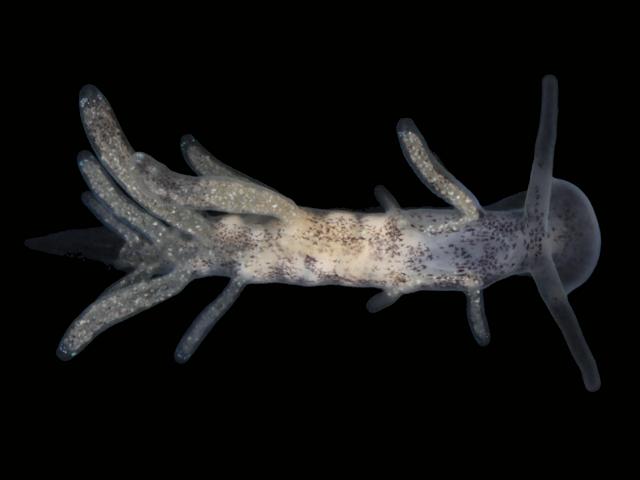 Tenellia adspersa Lagoon sea slug Images