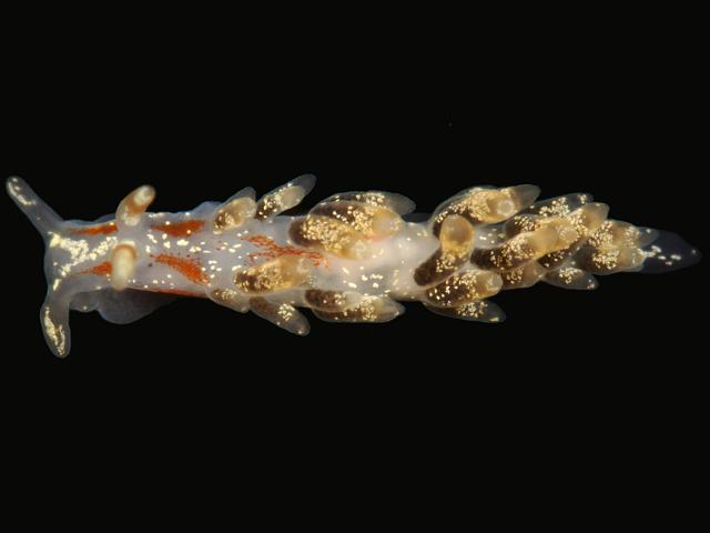 Trinchesia foliata Tenellia Cuthona Sea Slug Images