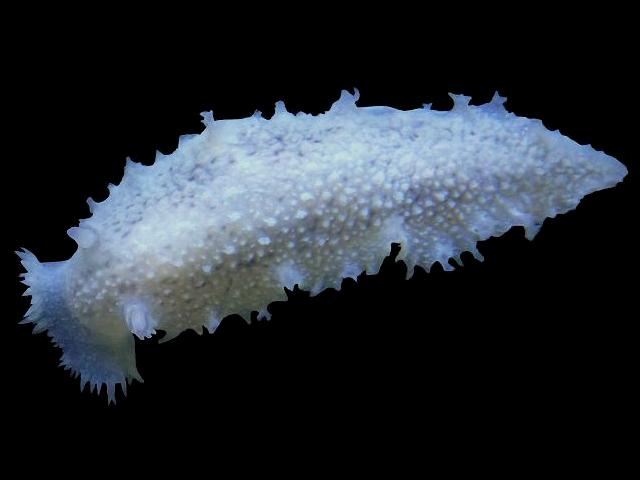 Tritonia hombergii Hombergs Triton Sea Slug Nudibranch egg Images
