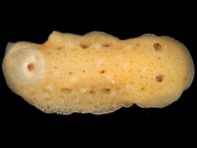 Jorunna tomentosa Grey sea slug or Johnstons sea lemon nudibranch images