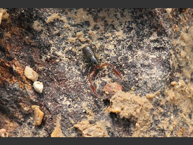 Neobisium maritimum Pseudoscorpion Pseudoscorpionida Images