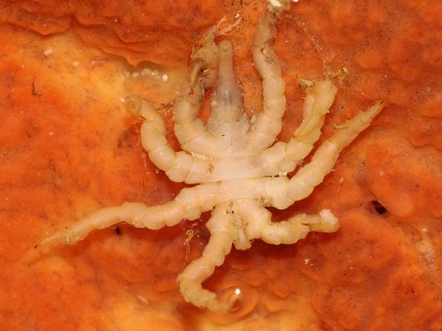 Pycnogonum litorale pycnogonidae pycnogonid sea spider pycnogonida images