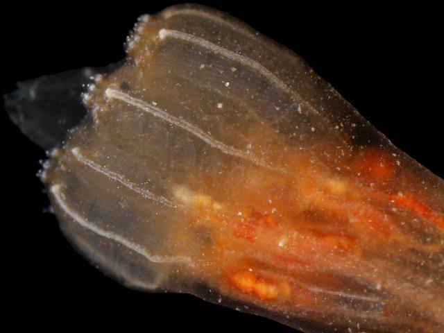 Aplidium sidnyum turbinatum Sea Squirt Tunicate Images