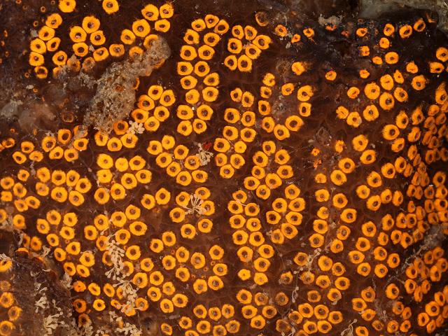 Botrylloides diegensis San Diego or Chain sea squirt colonial ascidian non native invasive fouling species Tunicate Images