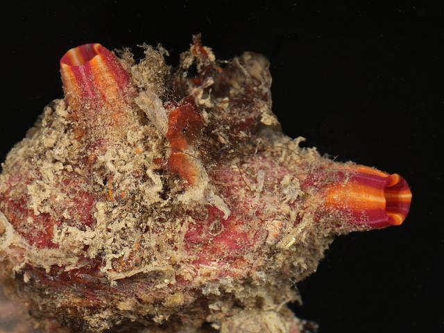 Microcosmus claudicans sea squirt Tunicate Images