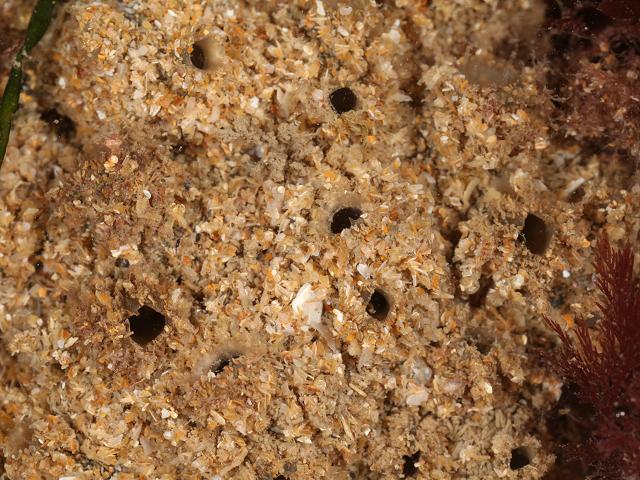 Molgula sand covered species (Woolacombe Devon sea squirt Tunicate Images