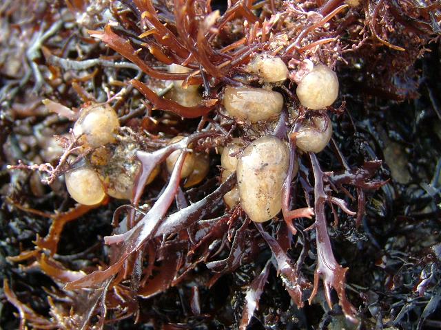 Aplidium pallidum White flake ascidian Sea Squirt Tunicate Images