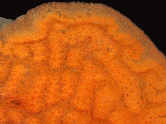 Botrylloides violaceus Orange cloak sea squirt colonial ascidian non native invasive fouling species Tunicate Images