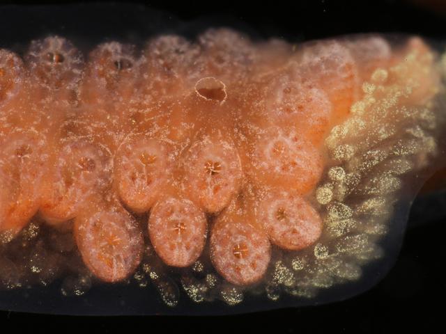 Botrylloides leachii Botryllus leachi Colonial Ascidian Sea Squirt Tunicate Images