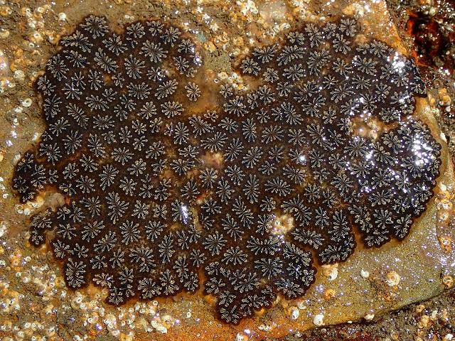 Botryllus schlosseri Star Ascidian Sea Squirt Tunicate Images