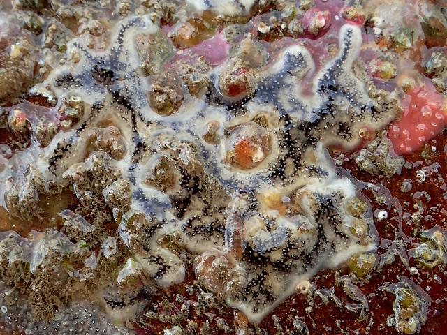 Didemnum maculosum didemnid sea squirt Tunicate Images
