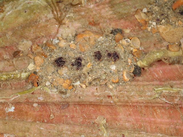 Polycarpa violacea on the great scallop Pecten maximus Sea squirt Tunicate Images