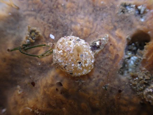 Sand encrusted polyclinid polyclinidae sea squirts Tunicate Images