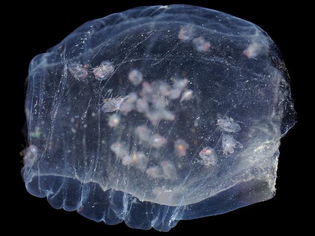 Salpa fusiformis Common Salp with Phronima sedentaria Monster in a Barrel Pram Bug or Barrel shrimp tunicate sea squirt images