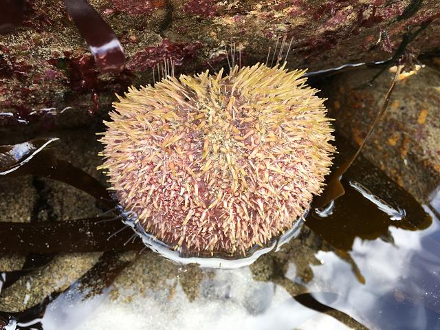 Echinus esculentus Common or Edible Sea Urchin Images