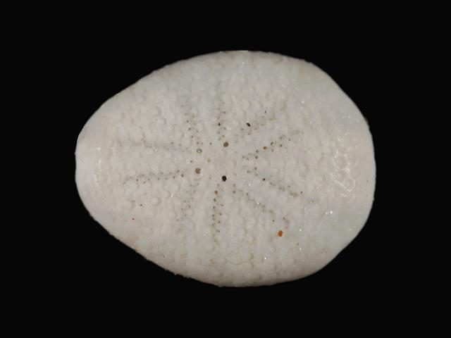 Echinocyamus pusillus Pea Urchin Sea Urchin Images