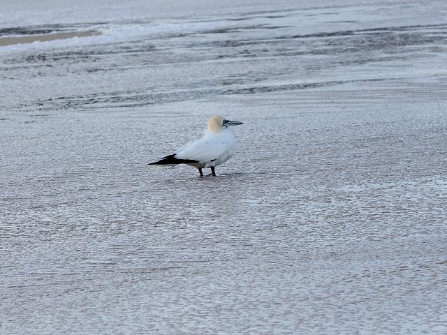 Gannet Morus bassanus Feeding Diving Seabird and Coastal Bird Images