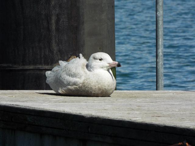 Glaucous Gull Larus hyperboreus Seabird and Coastal Bird Images