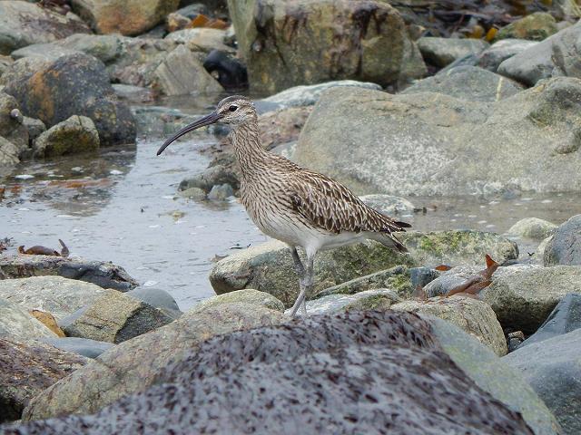 Eurasian Whimbrel Numenius phaeopus Seabird and Coastal Bird Images