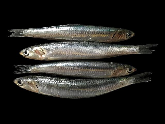 Engraulis encrasicolus European Anchovy Seafish Images