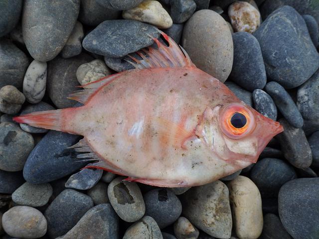 Capros aper Boarfisf Zulu fish Seafish Images