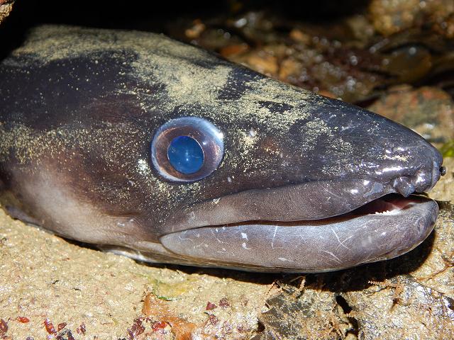 Conger conger or Conger Eel Seafish Images