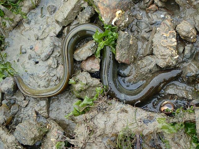 Anguilla anguilla Common River European or Silver Eel A Migratory Fish Seafish Images