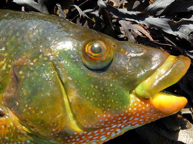 Labrus bergylta Ballan Wrasse Seafish Images
