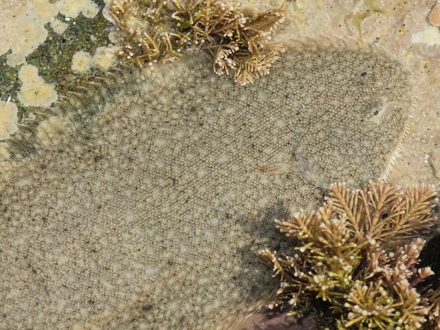 Buglossidium luteum Solenette Lambs Tongue Sole A Flatfish Seafish Images