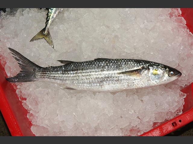 Liza aurata Golden Grey Mullet Seafish Images