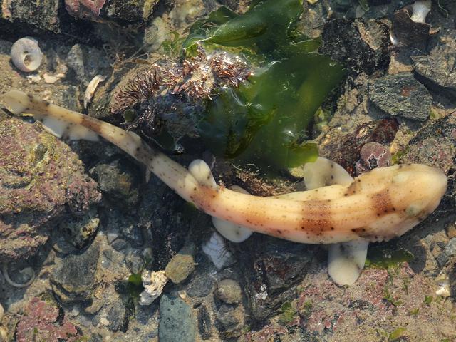 Scyliorhinus stellaris Greater Spotted Dogfish Nurse hound Nursehound Bull huss Seafish Images