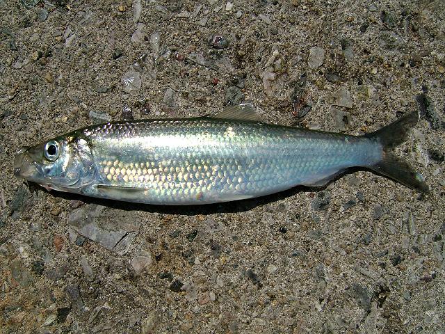 Clupea harengus Herring Seafish Images