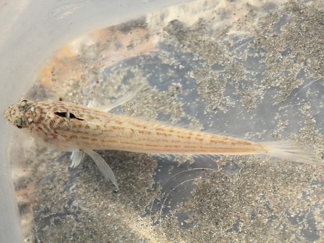 Echiichthys vipera Lesser weever fish Seafish images