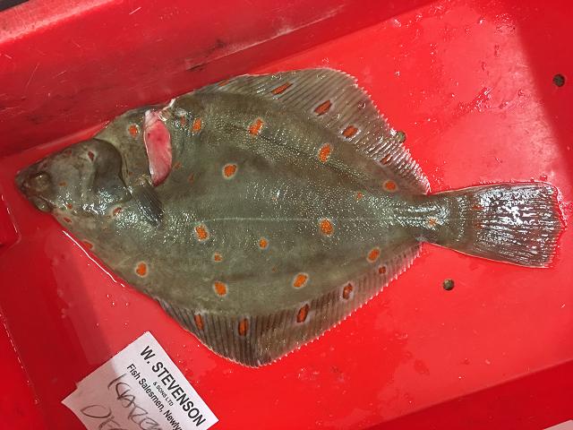 Pleuronectes platessa European Plaice Flatfish Seafish Images