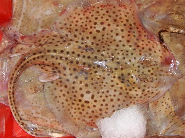 Raja montagui Spotted ray Seafish Images