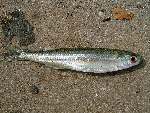 Atherina Hepsetia presbyter Sand Smelt Seafish Images
