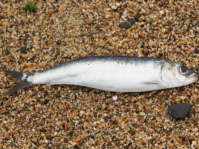 Sardina pilchardus European Pilchard or Sardine Seafish Images