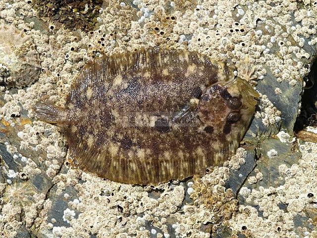 Zeugopterus punctatus Topknot Flatfish Seafish Images