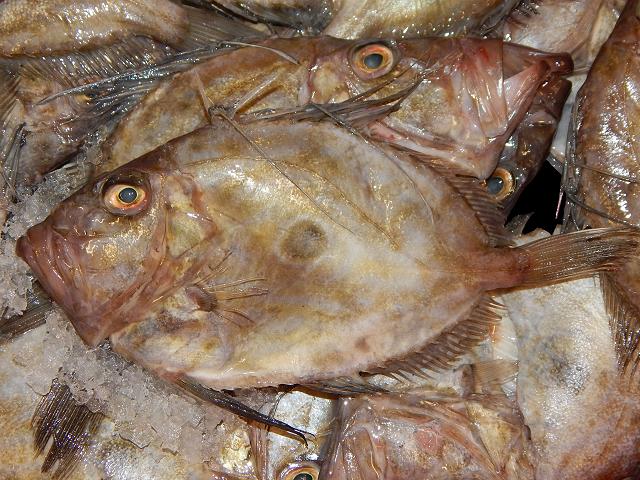 Zeus faber John Dory Seafish Images