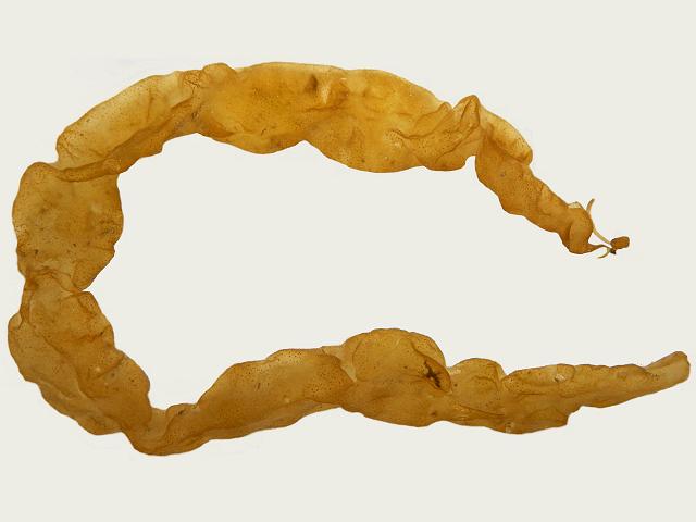 Asperococcus bullosus Fat Sausage Weed Brown Seaweed Images
