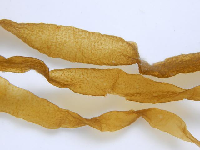 Asperococcus fistulosus Thin Sausage Weed Brown Seaweed Images