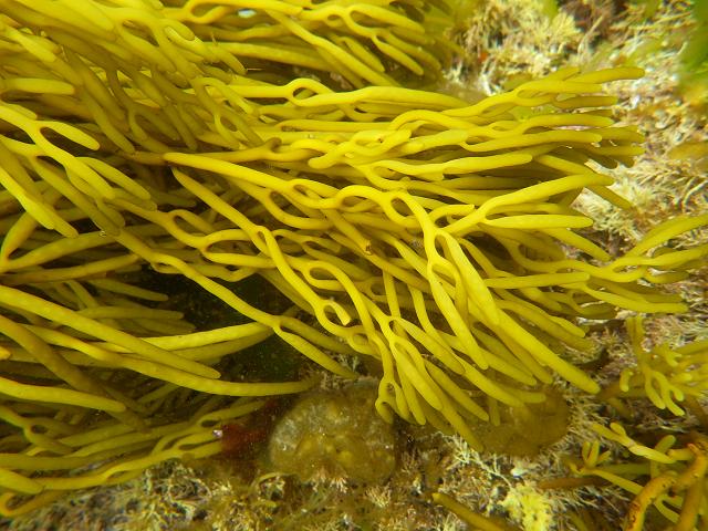 Bifurcaria bifurcata Brown Tuning Fork Weed or Brown Forking Weed Seaweed Images
