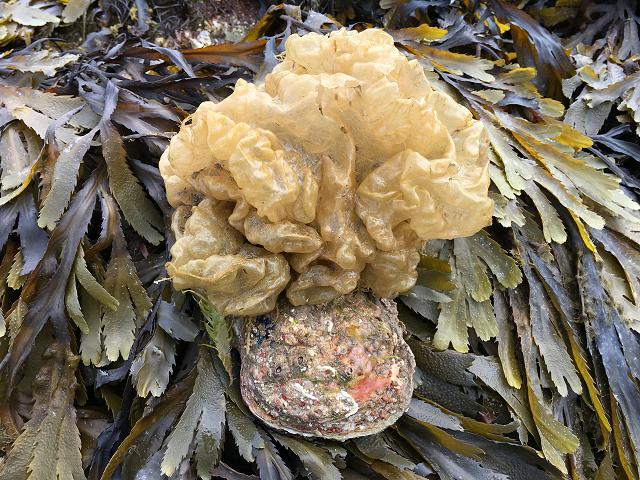 Colpomenia peregrina Oyster Thief Brown Seaweed Images