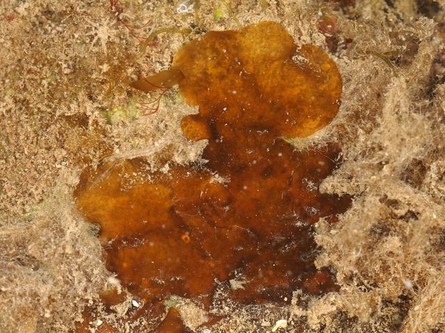 Cutleria multifida Cutlers Many Cleft Weed asexual Aglaozonia phase Brown Seaweed Images